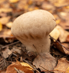 Puffball mushroom grows in the autumn forest. Close-up