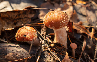 Honey mushrooms grow in the autumn forest. Close-up