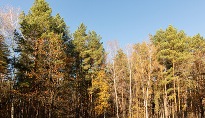 Trees in a mixed autumn forest. Nature © schankz