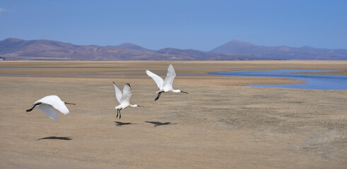 Drei Löffler (Platalea leucorodia) fliegen bei Ebbe über den Sandstrand der Playa de Sotavento de Jandia bei Costa Calma, Fuerteventura
