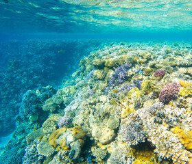 Coral reef under sea water.
