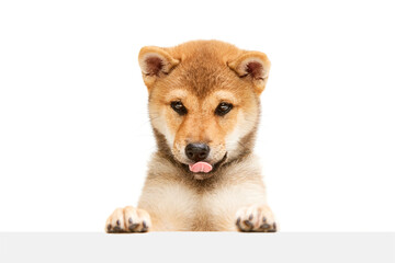 One adorable Shiba inu puppy with tongue sticking out posing isolated over white studio background. Beauty, animal health, happiness, care concept