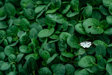 A white butterfly sits on the green leaves of pak choi in the field. Pieris rapae, cabbage white or cabbage butterflyis, a pest to crucifer crops such as cabbage, kale, bok choy and broccoli. 