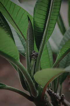 Vibrant Leaf in Close-up: Symbol of Growth and Natural Beauty