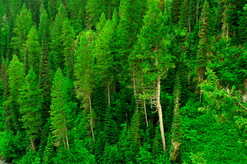 Fototapeta premium Misty Pine Forest in the Rain Green Lush Growth in Wilderness