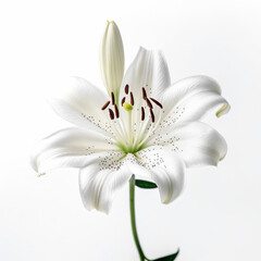 Fototapeta na wymiar Image of a flower close-up on a white background. AI generated