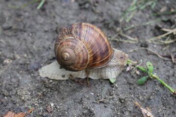 A snail on a leaf