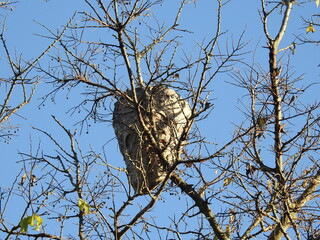 Bald-faced hornets nest built in the treetops of a woodland forest, Monmouth County, New Jersey.