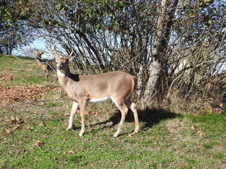 A whitetail buck during the rutting season, with a doe peeking at him. Both enjoying a beautiful autumn day at the Sandy Hook Gateway National Recreation Area, Monmouth County, New Jersey.