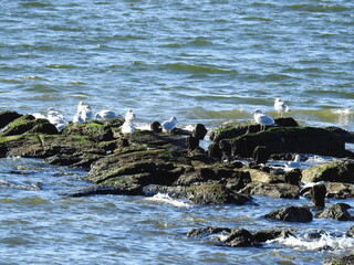 Obraz premium A flock of seagulls perched on a cluster of rocks along the shores of the Sandy Hook Gateway National Recreation Area, Monmouth County, New Jersey.