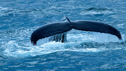 Humpback Whales, Iceland