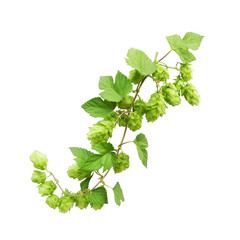 Hop branch with cones and leaf isolated on white background. Brewing ingredients.	 