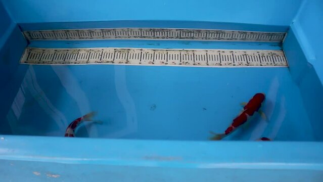 Four koi fish or Cyprinus carpio in a blue container.