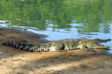 alligator in the everglades