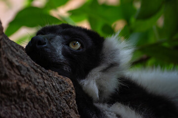 Lemur portrait. Black-and-white ruffed lemur rest on a rainforest tree branch. Varecia variegata species. Critically endangered animal from Madagascar, Africa. Vertical, selective focus and copy space