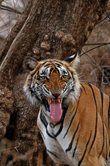 FLEHMEN RESPONSE OF TIGER