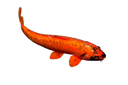 Doitsu Aka Bekko koi fish are red and slightly black with large scales and standard fins. It's swimming in freshwater. Isolated, PNG, transparent, white background, photo, die cut. Thailand, Lampang..