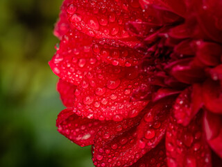 Dahlia flower red with dew drops