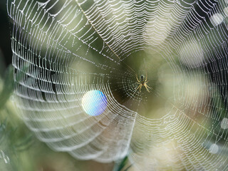 Pająk na oświetlonej promieniami porannego słońca pajęczynie na łące