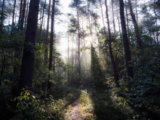 Letni las oświetlony promieniami słońca o poranku