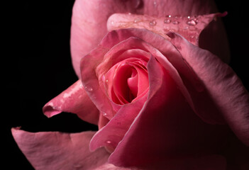 Uma bela e singela flor chamada rosa