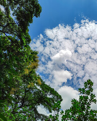 Fototapeta premium Blue sky covered with white clouds and tree leaves 