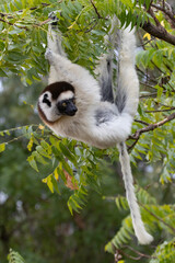 lemur on tree