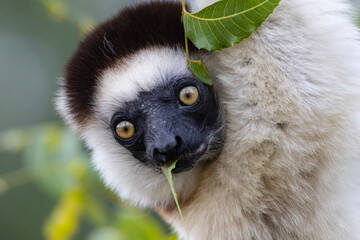 close up of a lemur