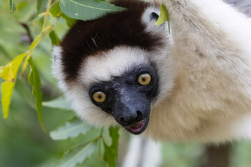 White lemur