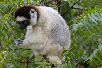 lemur on tree