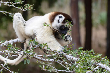 White lemur