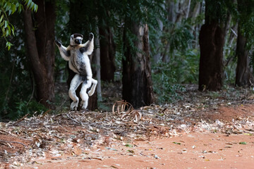 White lemur jumping