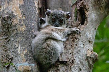 Grey mouse lemur