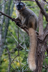 Red fronted brown lemur
