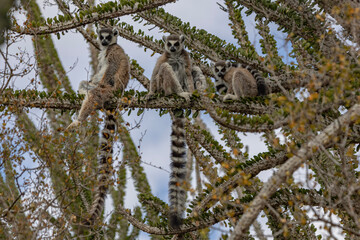 Ring tailed lemur