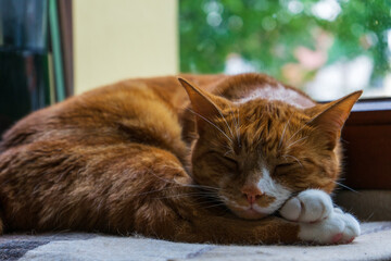 cat sleeping