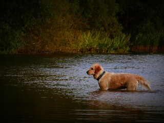 Golden Labrador Retriever dog playing and splashing in water