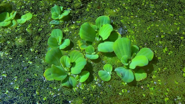 Pistia stratiotes swims among aquatic plants rootless duckweed (Wolffia arrhiza) and duckweed (Lemna turionifera)