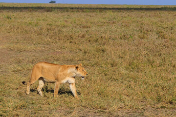 Lioness (Panthera leo) walking in savannah in Serengeti national park, Tanzania