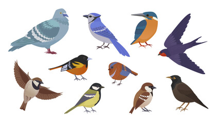 birds in different poses. city birds in different poses set, birds flying and standing, bullfinch, tit, sparrow, pegeon, crow. cartoon vector flat birds set.