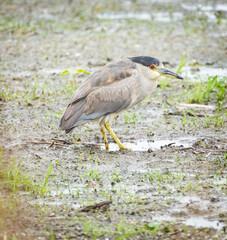 Black-crowned Night Heron, Florida.