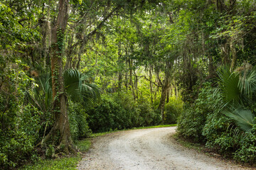 Florida hammock, Port St. Lucie.