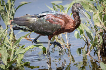 Glossy Ibis in mating plumage, Florida.