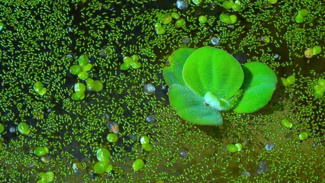Pistia stratiotes swims among aquatic plants rootless duckweed (Wolffia arrhiza) and duckweed (Lemna turionifera)