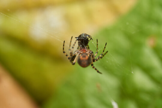 Bordeaux and black spider on its web with background of green leaves