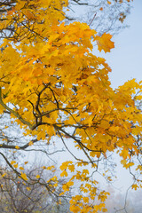 Orange yellow autumn maple leaves in fog. Autumn season, October, November