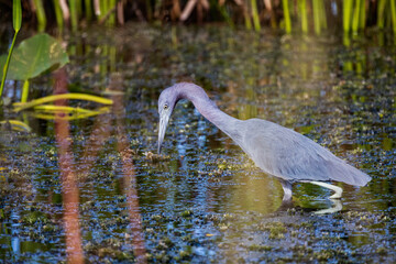 Little Blue Heron, Florida.