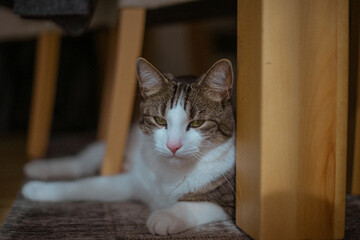 cat on the floor