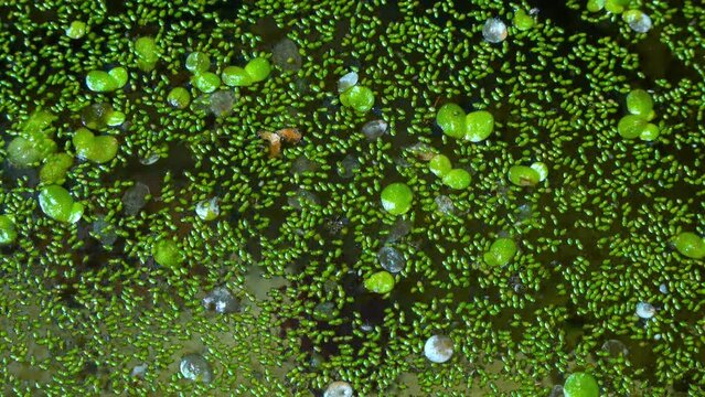 Spotless watermeal, rootless duckweed (Wolffia arrhiza) and duckweed (Lemna turionifera) in a stagnant freshwater pond