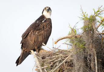 Fototapeta premium Osprey nesting at Blue Cypress Lake, Vero Beach, Florida.